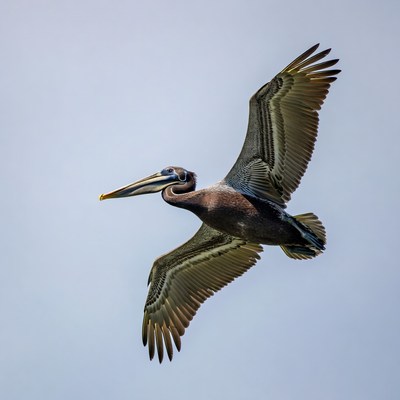 Brown Pelican Flying in Sky