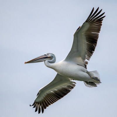 Pelican Flying with Wings Spread