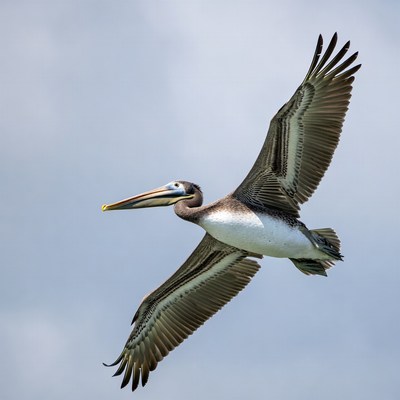 Brown Pelican Flying in Sky