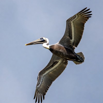 Brown Pelican Flying in Sky