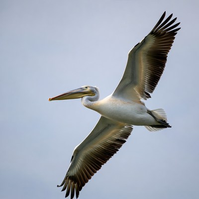 Pelican flying with wings spread