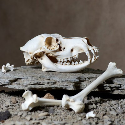 Coyote Skull with Bones on Rock