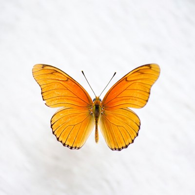 Orange butterfly on white background