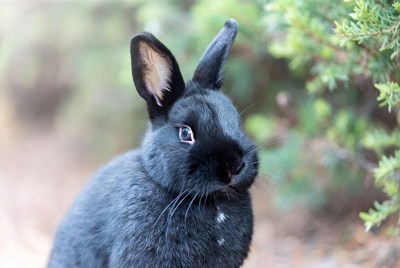 Black bunny rabbit in green bushes