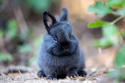 Black bunny rabbit in green foliage