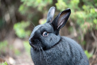 Black rabbit in green foliage