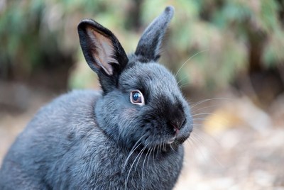 Black bunny rabbit close-up