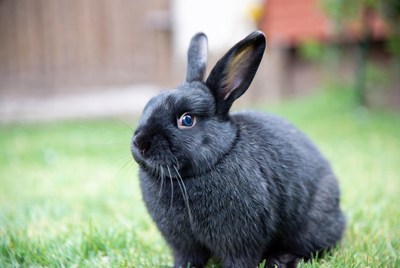 Black bunny sitting on grass