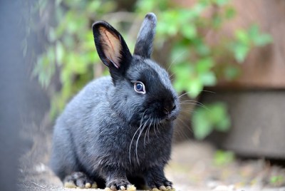 Black bunny rabbit in green foliage