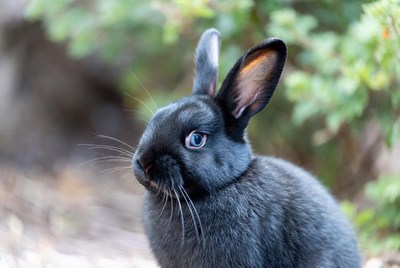 Black bunny with blue eyes