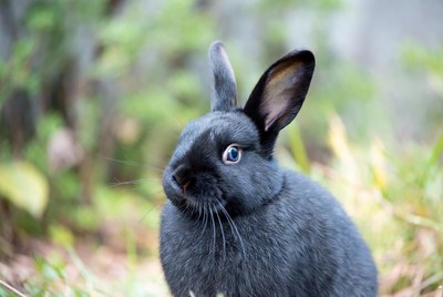 Black bunny rabbit in grass