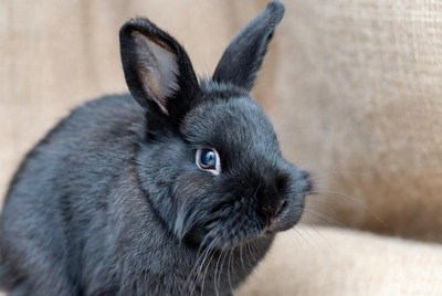 Black bunny with blue eyes
