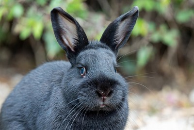 Black bunny with blue eyes