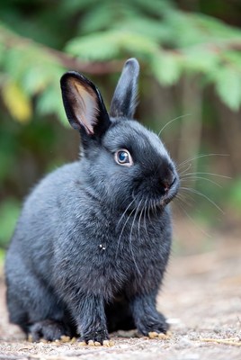 Black rabbit in green foliage