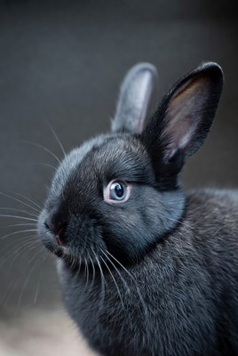 Black bunny with blue eyes