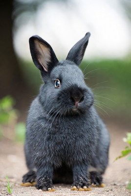 Black bunny rabbit sitting outdoors