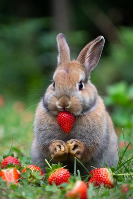 Rabbit eating strawberry in grass