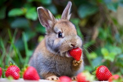 Rabbit eating strawberry