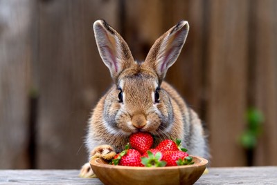 Rabbit eating strawberries from bowl