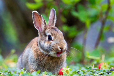 Rabbit eating strawberry