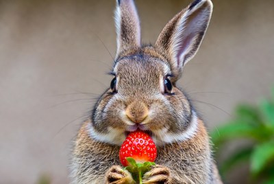 Rabbit eating strawberry