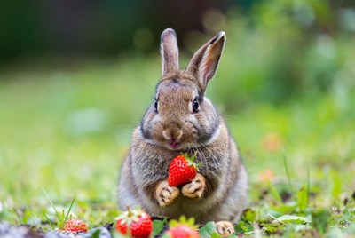 Rabbit eating strawberry in grass