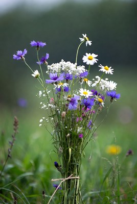 Bouquet of purple cornflowers and white daisies