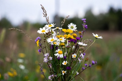 Bouquet of white daisies and purple flowers