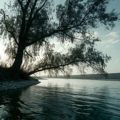Weeping Willow Tree by River