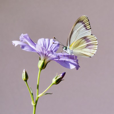 White butterfly on purple flower