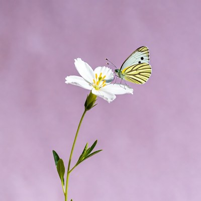 White Butterfly on White Flower