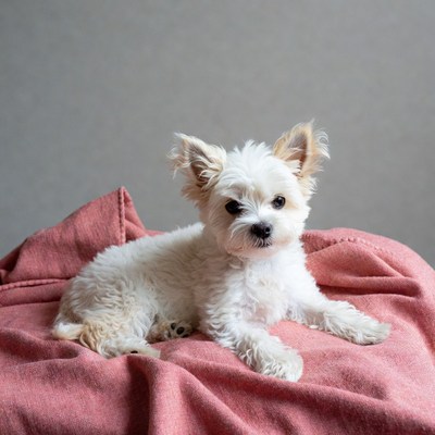 White Shih Tzu puppy on pink blanket