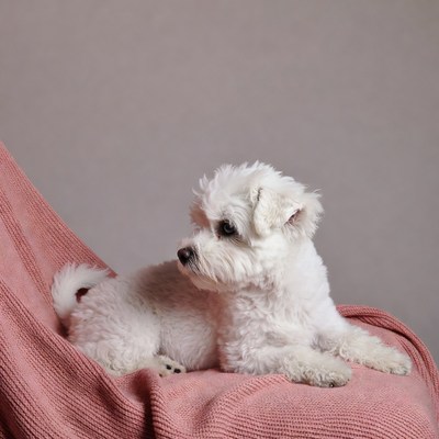 White Bichon Frise on pink chair