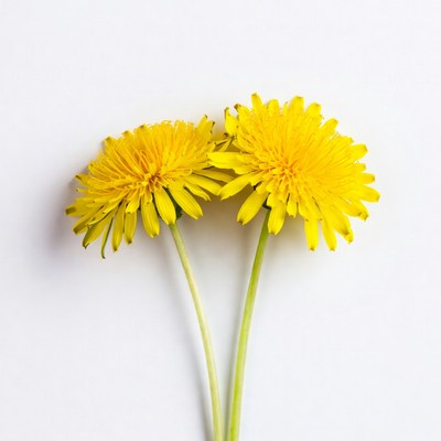 Two dandelions on white background