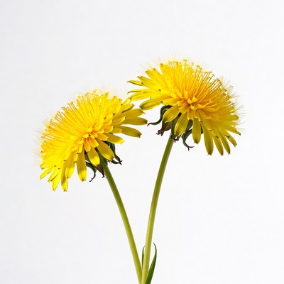 Two yellow dandelions on white