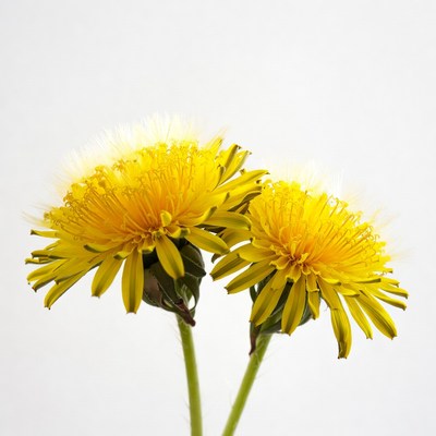 Two yellow dandelions on white background