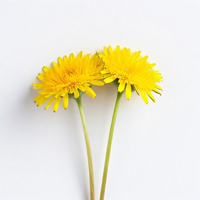 Two yellow dandelions on white