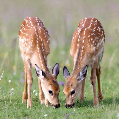 Two baby deer eating grass