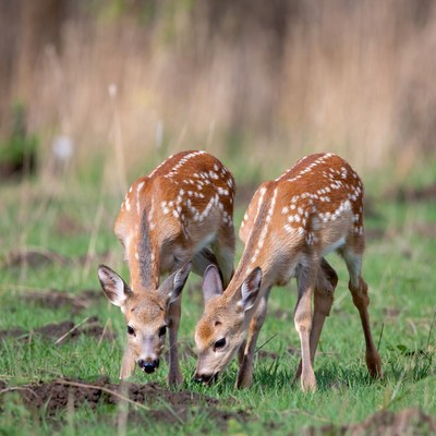 Two fawns grazing in grass