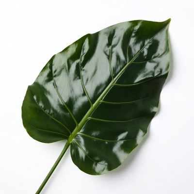 Large Green Monstera Leaf