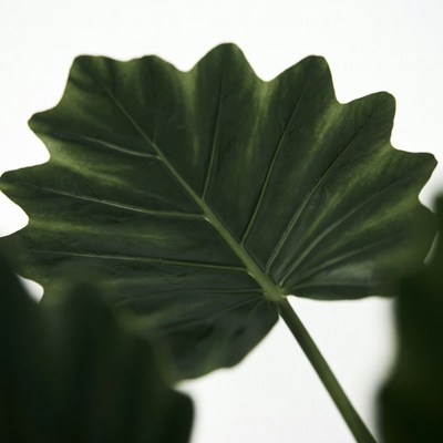 Large green Alocasia leaf