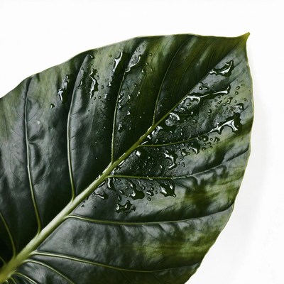 Green Leaf with Water Droplets
