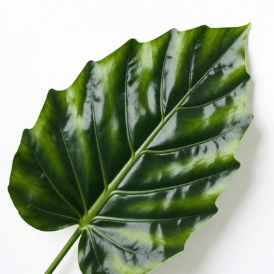Green Alocasia Leaf on White Background