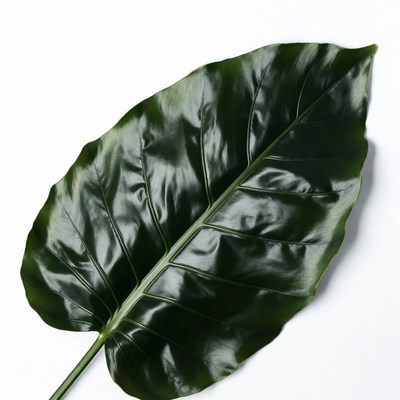 Large green leaf isolated