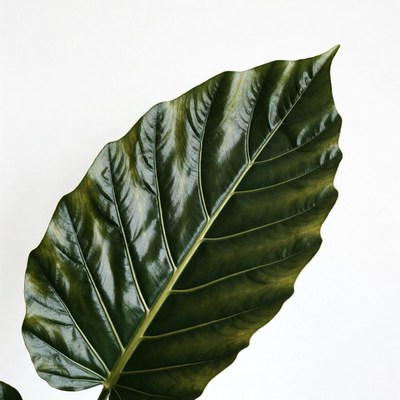 Large green leaf isolated