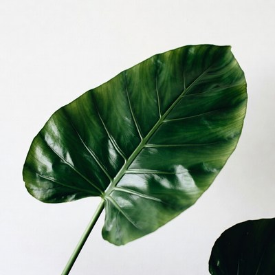 Large Green Alocasia Leaf