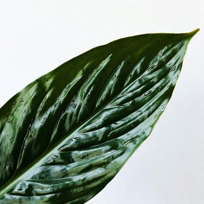 Wet Green Leaf Isolated