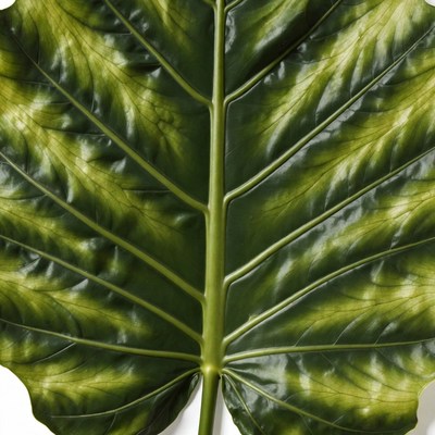 Large green monstera leaf