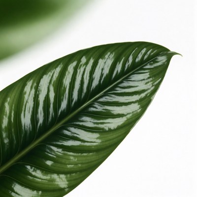 Shiny Green Leaf Isolated Background