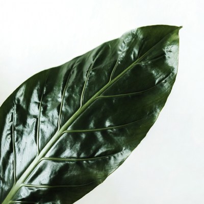 Green Leaf on White Background